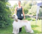 Afghanischer Windhund Mogli 